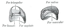 The left lunate bone, from Gray fig.222.png