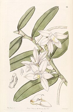 Thrixspermum calceolus (as Sarcochilus calceolus) - Edwards vol 32 (NS 9) pl 19 (1846).jpg
