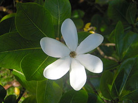 Gardenia tahitensis