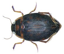 Dorsal view of black Tiporus emmae beetle with orange spots