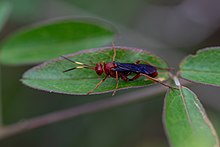 Trogomorpha trogiformis