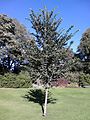 'The Queen's Elm', Holyrood Palace (2016)