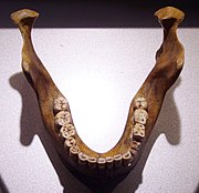 Mauer 1, Homo heidelbergensis holotype (0.5 Ma)
