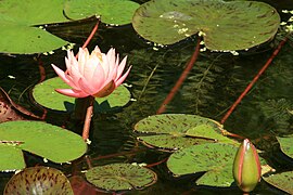 Seerose im Wassergarten