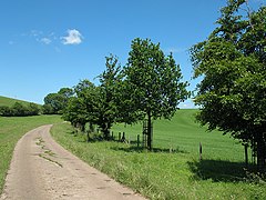 Young trees on the drive of Wharton Hall - geograph.org.uk - 1398532.jpg