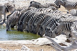 Zebras an einem Wasserloch im Etosha-Nationalpark, Namibia