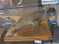 東京都羽村市動物公園に保存されているニホンアシカの剥製