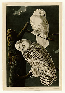 The engraving Snowy Owl, Plate 121 of The Birds of America by John James Audubon. Male (top) and female (bottom). 121 Snowy Owl.jpg