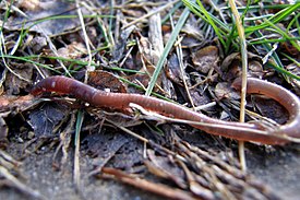 Дождевой червь рода Lumbricus