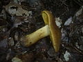 Cortinarius psittacinus