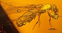 A formiga Acropyga glaesaria transportando un pseudocóccido Electromyrmococcus abductus en ámbar fósil