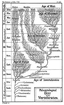 The "Paleontological Tree of the Vertebrates," from the 5th edition of The Evolution of Man (London, 1910) by Ernst Haeckel. The evolutionary history of species has been described as a tree, with many branches arising from a single trunk. Age-of-Man-wiki.jpg