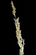 Miniatura para Agrostis exarata