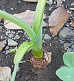 Cormo di Alocasia macrorrhizos