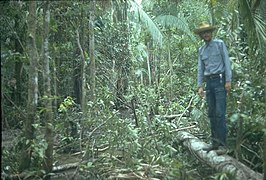 Photo of the Amazon jungle in the Lagunas District of the Alto Amazonas Province, in the Department of Loreto, in Peru. This photo was taken in 1971 while working as a Geophysical Observer in oil exploration for Petty Geophysical.