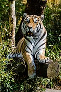 Captive Siberian tiger