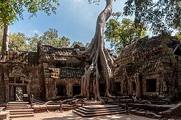 ’n Tetrameles nudiflora groei tussen die tempelgeboue van Ta Prohm.