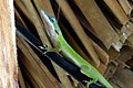 Anolis allisoni, Männchen, Anolis allisoni, macho