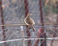 Richard's Pipit