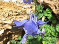 Aquilegia bertolonii