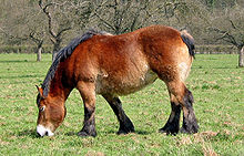 Cheval de profil broutant dans son pré.