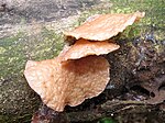 Auricularia delicata 57753904.jpg