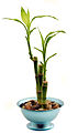 Dracaena sanderiana (бамбук)