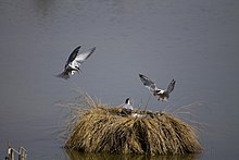 Batalla de golondrinas de mar (Sterna hirundo) .jpg