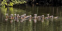 Photo d'un groupe de Dendrocygnes à ventre noir sur l'eau. Les oiseaux ont un plumage roussâtre et des plumes noires au niveau du ventre et de la ligne de flottaison. Leurs têtes sont grises avec des becs rouges.