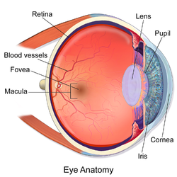 eye care for the adirondacks plattsburgh ny hours