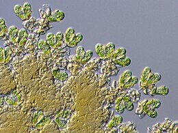 Botryococcus braunii