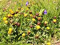 Trifolium badium