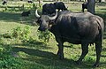Hungarian Buffalo in the buffalo reserve of Kápolnapuszta, Zala county