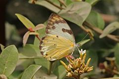 ♀ Belenois calypso