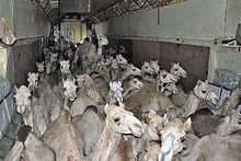 Camels in a Badr Airlines Ilyushin Il-76.jpeg