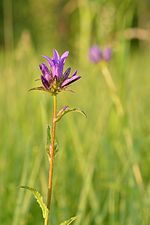 Miniatura para Campanula glomerata