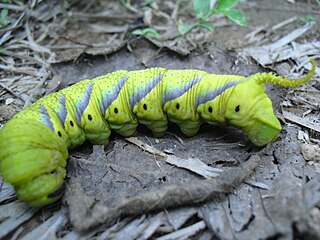 Eruca generis Acherontiae