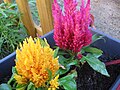 Tollas celózia (Celosia argentea var. plumosa)