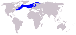 Hábitat del delfín de flancos blancos