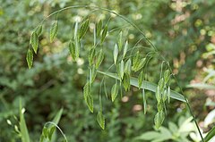 Description de l'image Chasmanthium latifolium Boyle Park.jpg.