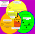 Les trois grands conciles (2c, 3c et 7c)