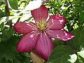 Clematis-Hybride „Ville de Lyon“