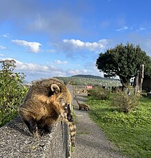 Coati at the peak of Serra do Rio do Rastro