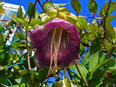 Cobaea scandens.