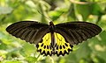 Common birdwing (Troides helena)