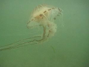 Compass Jellyfish