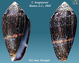 Conus bruguieri