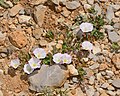 Convolvulus libanoticus 1. jpg