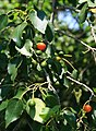 Cordia caffra