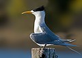 Greater Crested Tern, by Noodle snacks